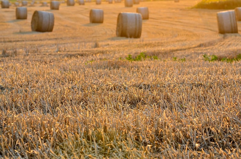 Shared Harvest Programs