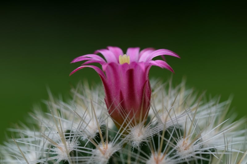 Cactus Garden