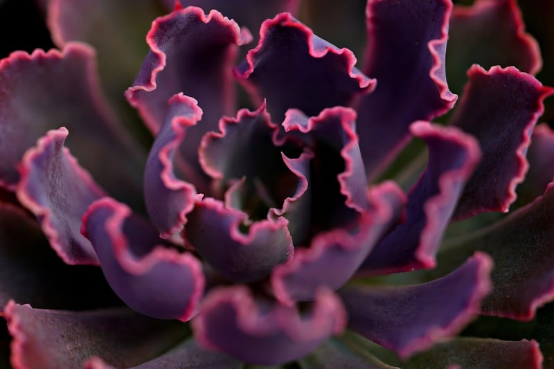 Succulent Arrangement